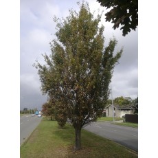 Quercus robur fastigata Quercus robur fastigata